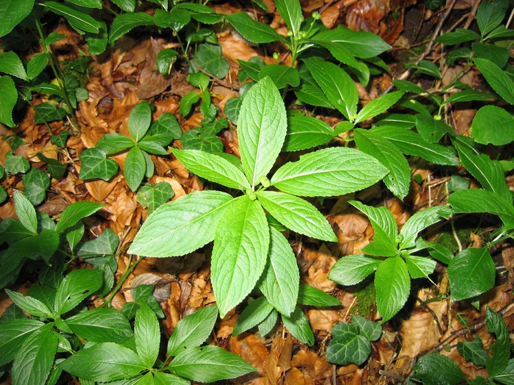 Mercurialis perennis